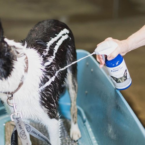 Vetericyn Foam Care Dog Shampoo Online