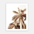 Summer Palm 02 For Cheap