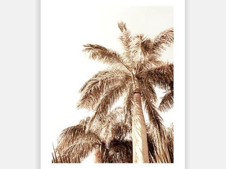 Summer Palm 02 For Cheap