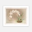 Vintage Botanical - Orchid 08 Discount