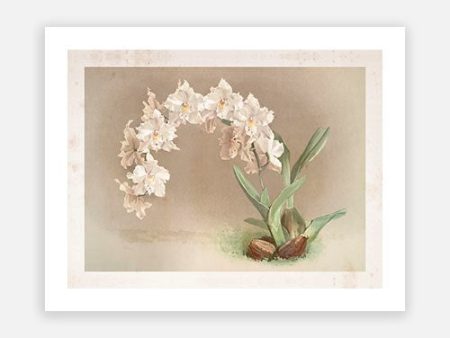 Vintage Botanical - Orchid 08 Discount