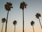 California Palms at Dusk Discount