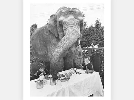 Elephant For Tea Supply