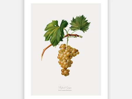 Vintage Botanical - White Grapes Online now