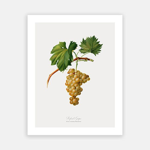 Vintage Botanical - White Grapes Online now