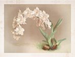 Vintage Botanical - Orchid 08 Discount