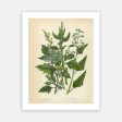 Vintage Botanical - Quinoa Hot on Sale