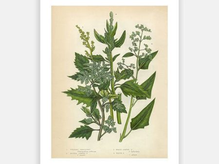 Vintage Botanical - Quinoa Hot on Sale