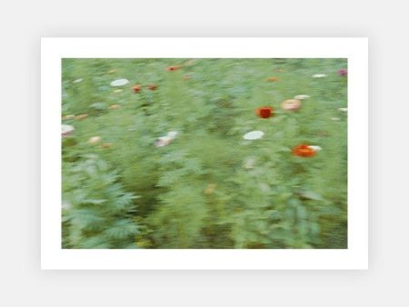 Wild flowers at a glance Discount