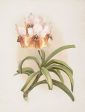 Vintage Botanical - Orchid 03 Discount