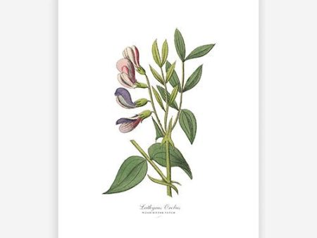 Vintage Botanical - Wood Vetch For Discount