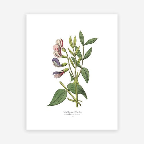 Vintage Botanical - Wood Vetch For Discount