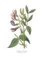 Vintage Botanical - Wood Vetch For Discount