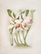 Vintage Botanical - Orchid 04 Discount