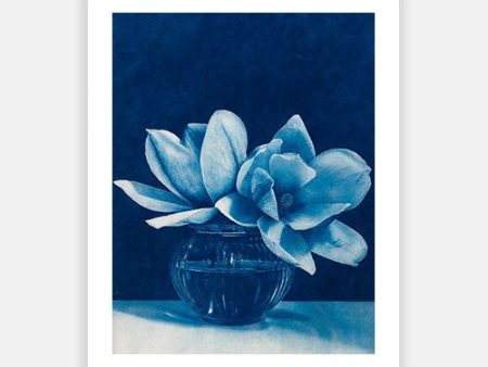 Sweet Blue Magnolias For Discount