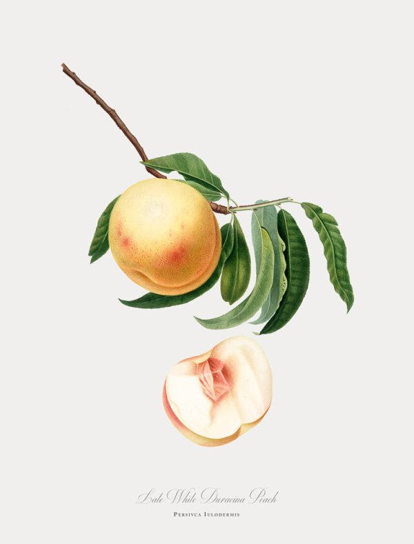 Vintage Botanical - Peach Discount