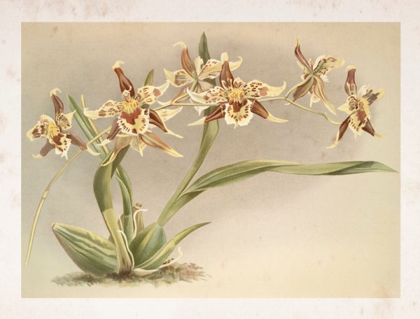 Vintage Botanical - Orchid 09 For Discount