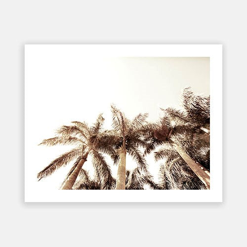 Summer Palm 10 Online