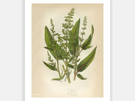 Vintage Botanical - Buckwheat Online