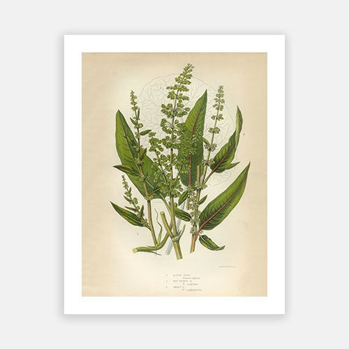 Vintage Botanical - Buckwheat Online