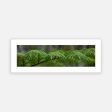 Tree Fern Uki Discount