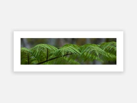 Tree Fern Uki Discount