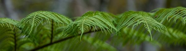 Tree Fern Uki Discount