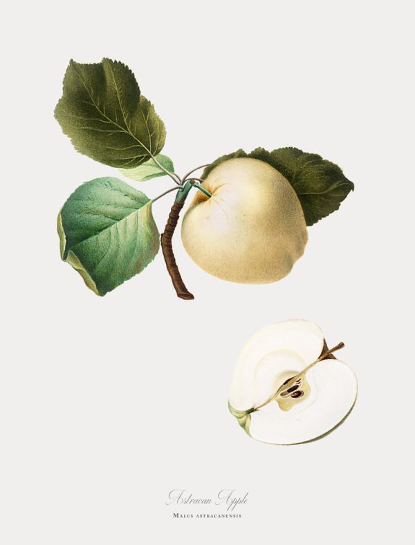 Vintage Botanical - Apple Sale