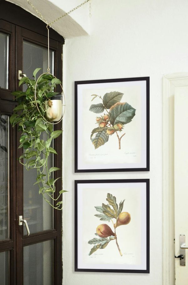 Vintage Botanical - Figs on Branch For Sale