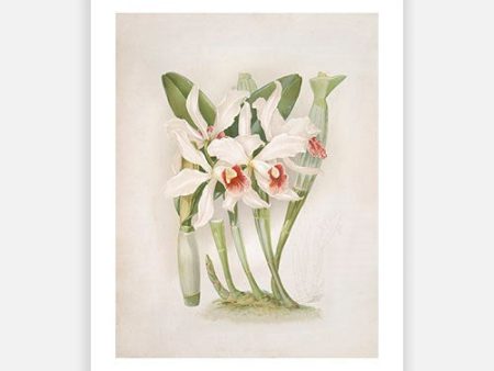 Vintage Botanical - Orchid 04 Discount