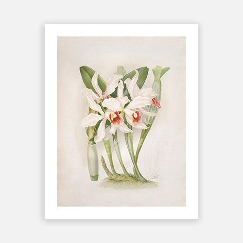 Vintage Botanical - Orchid 04 Discount