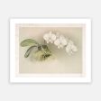 Vintage Botanical - Orchid 07 Discount