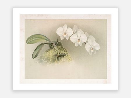 Vintage Botanical - Orchid 07 Discount