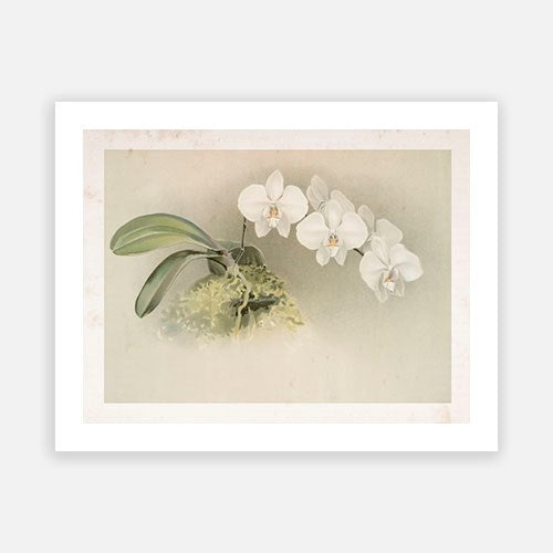 Vintage Botanical - Orchid 07 Discount