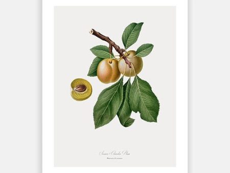 Vintage Botanical - Yellow Plum For Sale