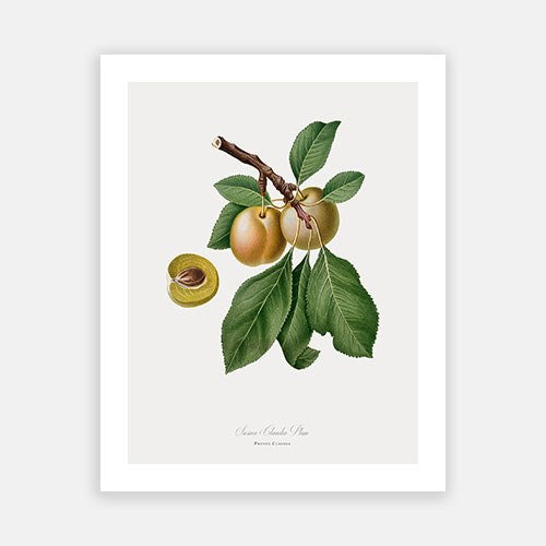 Vintage Botanical - Yellow Plum For Sale