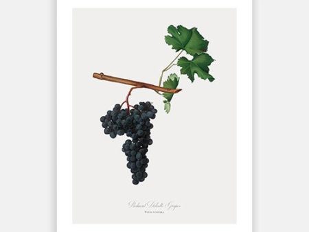 Vintage Botanical - Black Grapes For Discount