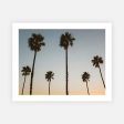 California Palms at Dusk Discount