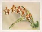 Vintage Botanical - Orchid 10 Discount