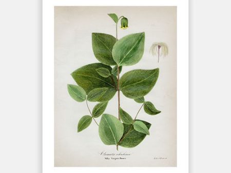 Vintage Botanical - Virgin s Bower Discount