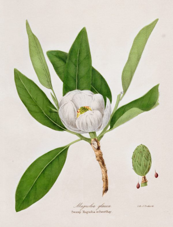 Vintage Botanical - Magnolia Discount