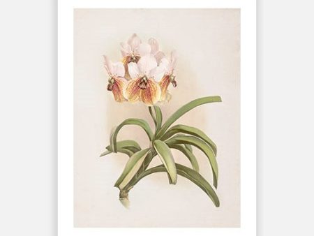 Vintage Botanical - Orchid 03 Discount