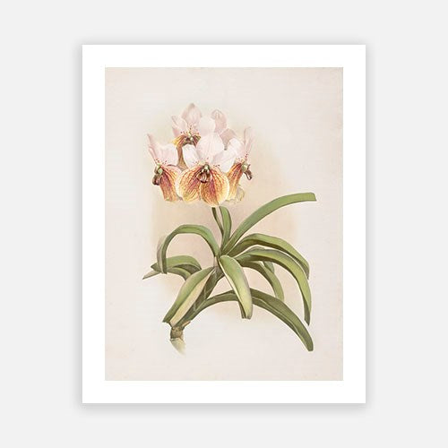 Vintage Botanical - Orchid 03 Discount