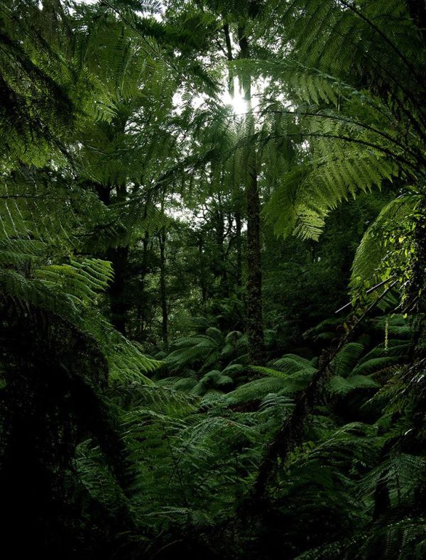 Sunlight through rainforest canopy Online now