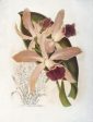 Vintage Botanical - Orchid 06 on Sale