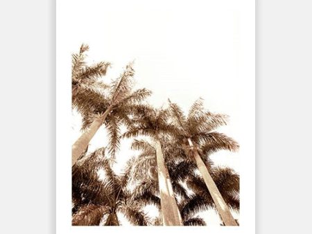 Summer Palm 05 For Discount