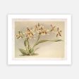 Vintage Botanical - Orchid 09 For Discount