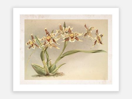 Vintage Botanical - Orchid 09 For Discount