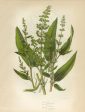 Vintage Botanical - Buckwheat Online