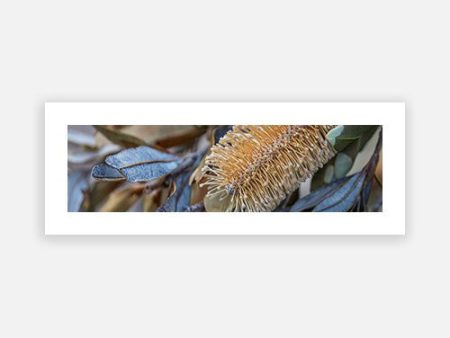 Bottlebrush Angourie Online now